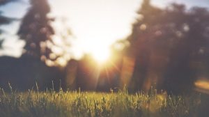 grass-455753_640.jpg